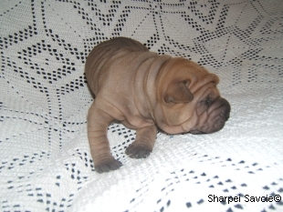 chiot femelle Sharpei à 16 jours