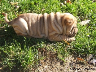 chiot femelle Sharpei à 16 jours