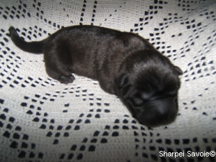 chiot mâle noire à 1 jours