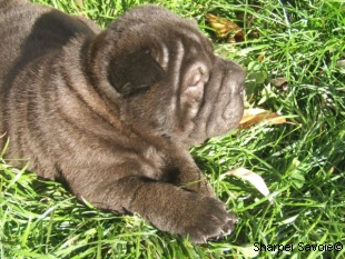 chiot mâle noire à 33 jours