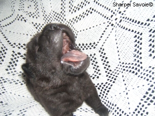 chiot mâle noire à 16 jours
