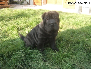 chiot sharpei mâle de couleur noire