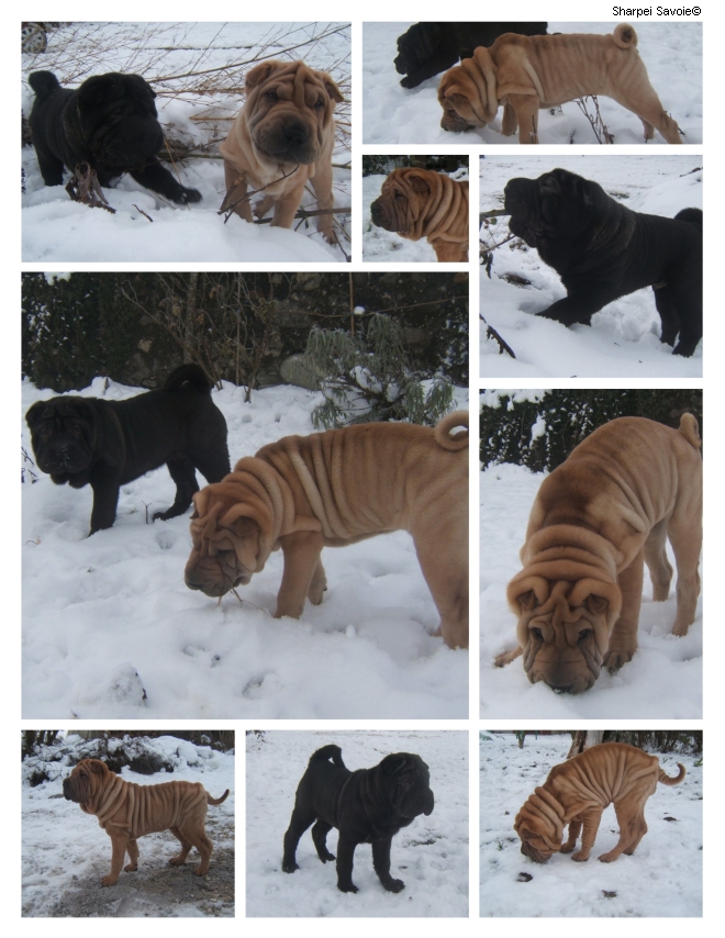 chiots shar-pei dans la neige