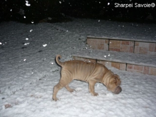 chiot femelle shar-pei