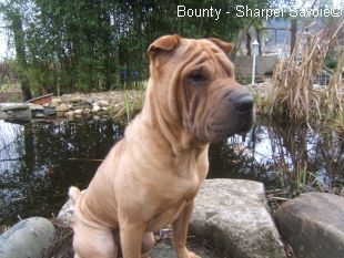 Bounty Sharpei assis devant le bassin