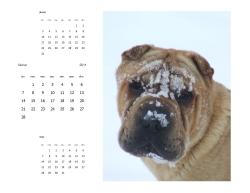 calendrier trimestriel 2011 de chien Sharpei
