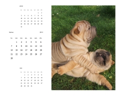 calendrier trimestriel 2011 de chien Sharpei