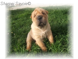 Bimbo dans l'herbe
