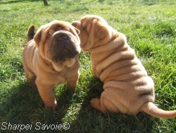 Cassius et Caponne dans le jardin