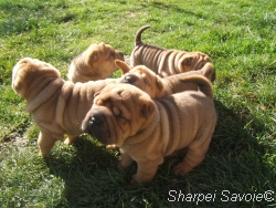 Cinq chiots dans le jardin