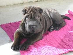 Chiama est allongée sur le tapis