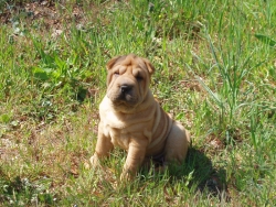 Bimbo assise dans les herbes