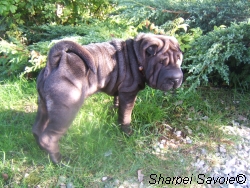 Chiama dans le jardin