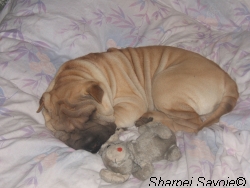 Albanne dort sur la couette