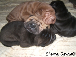 Quatre chiots pêle mêle