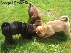 Trois chiots dans le jardin