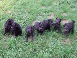 Les sept chiots sharpei noirs assis dans l'herbe