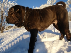 Boocker dans la neige