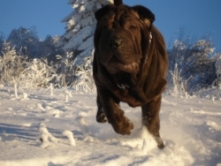 Gros plan de Boocker courant dans la neige