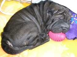 Chiama fait la sieste