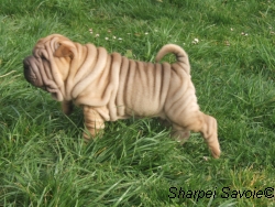 Cesar dans l'herbe