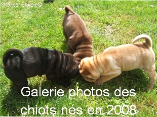 Aller à la galerie photo des chiens nés en 2008