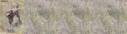 Djack dans les herbes