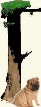 tronc arbre du pendu