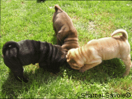 Modele puzzle 3 chiots 12 piéces