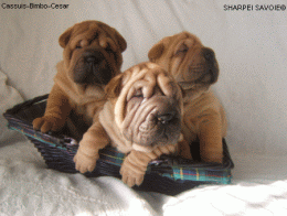 Modele puzzle 3 chiots 20 piéces